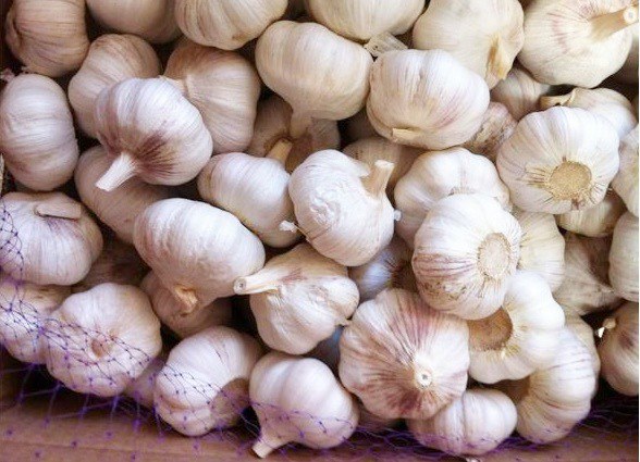 Bảo quản tỏi, chỉ cần thêm thứ này, để 2 năm không mốc hỏng hay mọc mầm - 1