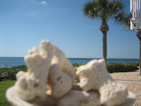 Casey Key Florida Seashell collection