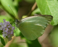 Great Southern White