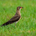 தோல்குருவி [Oriental pratincole]