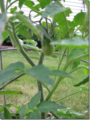 Garden 015