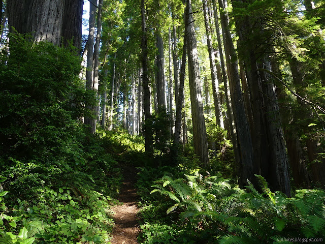 trees along the ridge