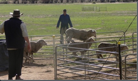 sheep yards