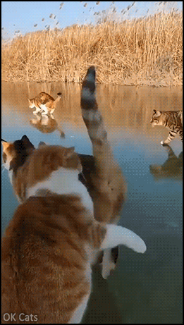 Funny Cat GIF • Many cats on ice having fun: running and playing together [ok-cats.com]