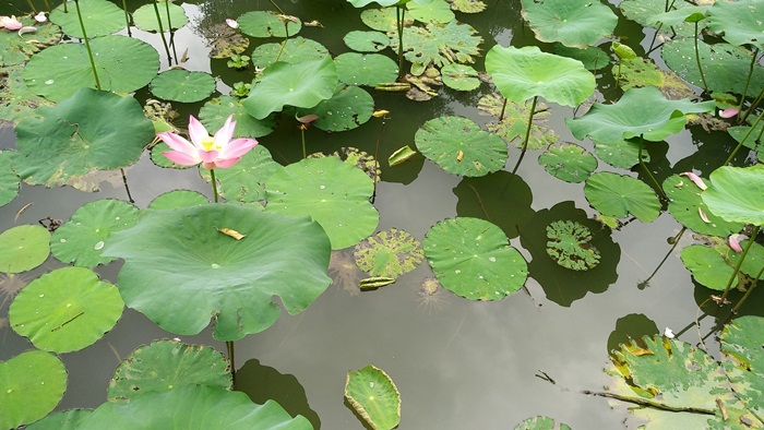 Danau atau Kolam Gunting Kebun Raya Bogor - POJOKCERITA