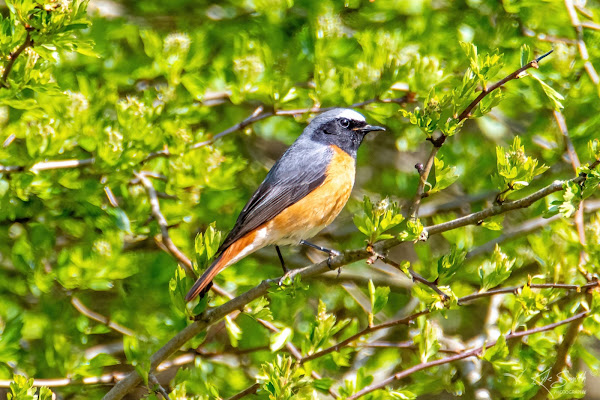 Redstart