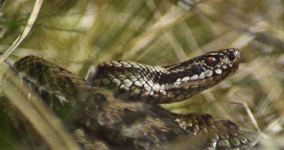 Adders are coming out of hibernation in Cannock Chase. Photo by Ben Painter