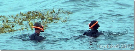 La Jolla Snorklers