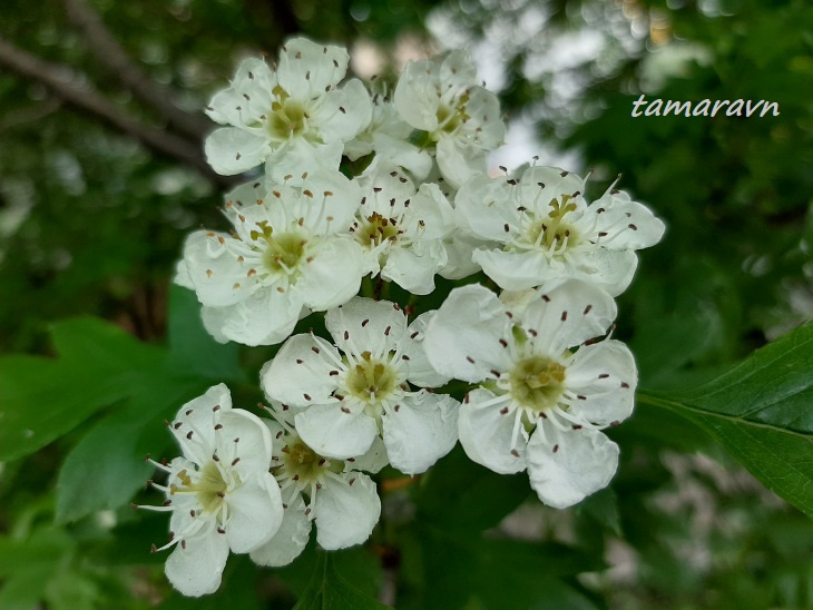 Боярышник перистонадрезанный (Crataegus pinnatifida)