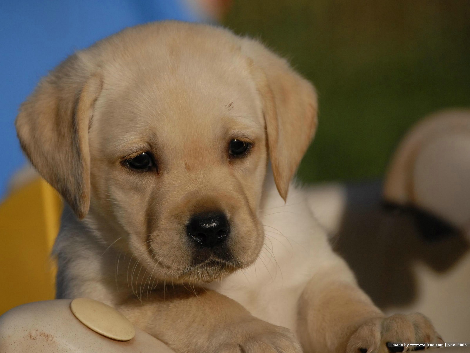 Cute Puppy Dogs: labrador retriever puppies