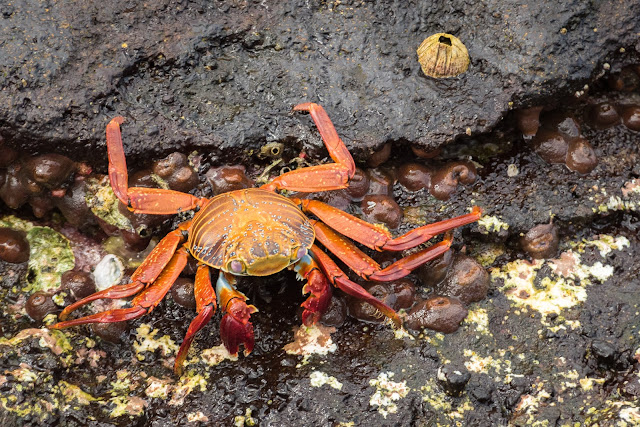 Sally Lightfoot Crab, Santiago Island