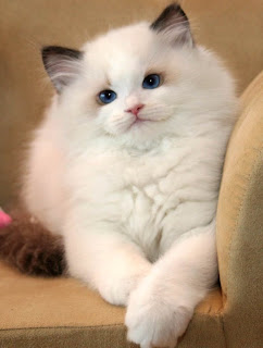 ragdoll cat species pets picture