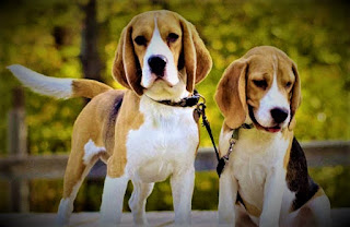 Beagle Dog History The history of the hound dog breed begins with the time of William the superior, the World Health Organization brought Talbot's dogs to the European country in 1066. These now-extinct dog’s area units the ancestors of the fashionable hound dog, also because the ancestors of contemporary fox terriers. within the following centuries among the nobility were very talked-about hounds of little sizes, a number of that were thus miniature that they were known as "glove hounds."  During the reign of Edward II (1307-1327) these glove hounds were in special esteem, as in the reign of Henry VII. Hunting such a small breed among the aristocracy was purely entertaining - in the room could release a mouse with a bow and bet on how quickly the dog catches it. And whether it will at all. They can also be seen in the paintings of that period.  But where the name of the breed is not quite clear, here the researchers are lost in guesses, as there are versions of the origin of both the French language (begueule - open throat), and from the Old English (beag - small). By the beginning of the 18th century, the beagle began to recede into the background, as its place in the houses of the aristocracy, was rapidly occupied fox terrier - The breed is larger and less toy.  The thing is that the country began to actively hunt foxes, and here, as you know, the fox terrier has no equal. What, in fact, is evidenced even by the name of this breed. It is necessary to separate the glove beagle and the standard version of the breed, as miniature individuals have specially reduced variety, which was created by crossing or selection (there is a disease - beagle dwarfism, about it below).  The standard version had a large size, but was inferior to the fox terrier. The standard beagle was contained not only by aristocrats but also by ordinary farmers, for hunting small game, mainly hares. And it was the ordinary farmers of England and Ireland that saved the breed from complete extinction in the 18th century when they now lost interest in these dogs.  Philip Honey wood - an English priest and lover of dogs, as well as hunting, in the middle of the 19th century created a flock of beagles, which are considered direct ancestors of modern representatives of the breed. But he primarily focused on the quality of dogs, not on appearance. But another breeder named Thomas Johnson, who lived around the same time, also cared about compliance with external standards. He tried to give maximum attractiveness to his pets.  It can be said that those dogs were almost no different from the current ones, with some exceptions. By that time, the total size of the individuals had increased slightly, as breeders sought to create a more versatile dog capable of also hunting foxes. In the second half of the 19th century, the beagle breed came to America, and in 1884 the ACC began registering these dogs.   Characteristics of the breed popularity                                                           10/10  training                                                                05/10  size                                                                        03/10  mind                                                                     07/10  protection                                                          06/10  Relationships with children                         10/10  Dexterity                                                             05/10     Breed information country  England  lifetime  12-15 years old  height  Males: 33-41 cm Bitches: 33-41 cm  weight  Males: 10-11 kg Suki: 9-10 kg  Longwool  Short  Color  white with large black areas and light brown hatching  price  400 - 1000 $     https://petdogi.blogspot.com/ beagle dog puppy  Description Beagle is a small dog, it is proportionately complex and aesthetic. The physique is muscular, the limbs are medium, the ears are long, hangs on the sides of the head. The tail is medium length; the hair is short.     Personality Breed of dog hound dog - it's extraordinarily cute and emotional creatures that area unit guaranteed to create the life of their homeowners a lot of colorful. hound dog could be a terribly cheerful dog, he adores his homeowners, loves the planet around him, and doesn't hide it. For complete happiness, he desires not such a lot - warm-heartedness, love, and walks, ideally - within the park. Beagle includes a terribly harmonious and cheerful character, and extremely seldom comes into confrontation with individuals or different dogs. He will gladly go with you for a walk, though on the edge of the world, and at the same time will always maintain the same wonderful food, friendly attitude, and love towards his master. Do not forget that these dogs have a rich hunting past, so on the street, you need to make sure that the beagle did not chase someone's Cat, a miniature dog, or not hit by a car in an attempt to catch a pigeon.  Despite the fact that he is a very cheerful, harmonious, and kind friend, he can often be naughty and act in his own way despite your commands or discontent. At the same time, the dog understands you, because the breed generally differs from good intelligence, but sometimes can trick and pretend that, on the contrary, does not understand what they want from him. Or just do it your way.  There are several ways to deal with this behavior, but in any case, you should understand that this is a character trait, and it is inherent in the breed, not specifically your dog. Therefore, there is no sense to fight with your pet, severely punish him, etc.  Beagle is great for children, and although not suitable for the role of babysitter, as a companion, participant, and just a good friend for the child - a great choice. This breed, like most other dogs, needs early socialization. But in this case, it is necessary not to make the pet more open and friendly but in order to make it more flexible and developed as a person.  Strangers beagle perceives well, without dislike or aggression. The owner's attitude to the person also plays a big role, that is, if it is your friend, your pet will perceive him with friendliness by default, and if the enemy, he will rather ignore it. Now in the CIS, these dogs are not used as hunting dogs, as well as watchdogs. Rather, it's just a wonderful companion for the whole family, with whom you will experience a lot of fun moments.     Teaching As we said above, the beagle breeds as a whole are well understood, smart enough, but still, have a certain level of stubbornness and sometimes do not want to obey in any way. To define the position of the leader, and to achieve better obedience, physical punishment will not help. That is, you can achieve some success, but create a lot of problems in the character of the dog, make it depressed, and just break as a person. We need to be more flexible.  If the dog does not listen to you during the walk, talk to her strictly first, and after coming home do not rush to feed them. Let him wait for about an hour. Perhaps the result will not come immediately, but after a while, the animal will come to the regularity of your actions, and your role as a leader. During training, keep a positive attitude, a sense of humor (without it with a beagle in any way), and have enough goodies in your pockets - they will be useful to you. Do not make classes too long and boring, otherwise the dog will perform tasks reluctantly.     Care The breed of beagle dog has a short coat, which should be calculated once a week. Always keep your dog's ears clean, inspecting them for ticks and insects after a walk, and clean your eyes daily from sediment. Buy a pet at least once a week, claws cut 3 times a month.  This dog feels better outdoors, in a closed yard where it is free to move around. Beagle is also suitable for the apartment if there is an active owner, but it is necessary to do daily long walks and work with the dog.  Beagle tends to be obese, as does Labrador if you don't control your food intake.     Common Diseases Beagle is a breed of dog, prone to many diseases, but not the fact that they will all appear in your pet. Moreover, many dogs with good care generally live all their lives, almost without visiting a veterinarian. so:  Intervertebral disc disease; hip dysplasia; Cherry Eye; glaucoma; progressive retinal atrophy; Distichiasis; epilepsy; hypothyroidism; "beagle dwarfism" is a condition in which the dog is smaller than usual. It can be accompanied by other physical abnormalities, such as extremely short legs; knee sprain.