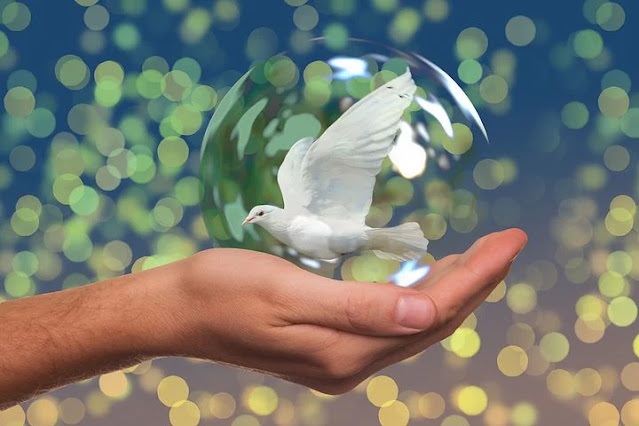 Why does a dove curse?