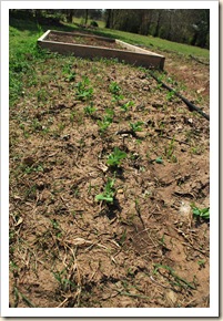 sugar snap peas