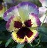 pansy