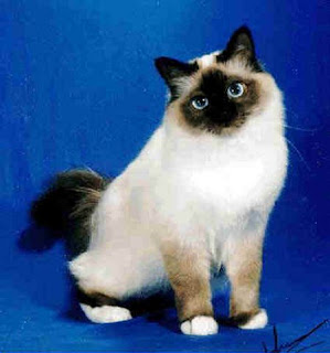 Birman Picture