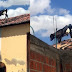 Moradores são surpreendidos por bezerro ‘passeando’ por telhados de casas em Queimadas