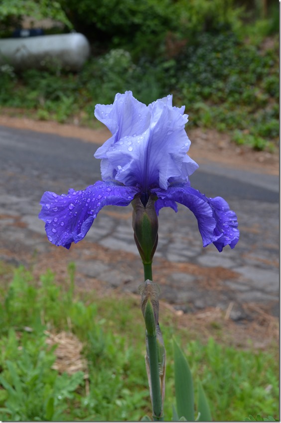 two tone iris