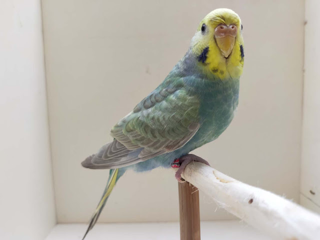 FBG Budgerigar in Bangladesh