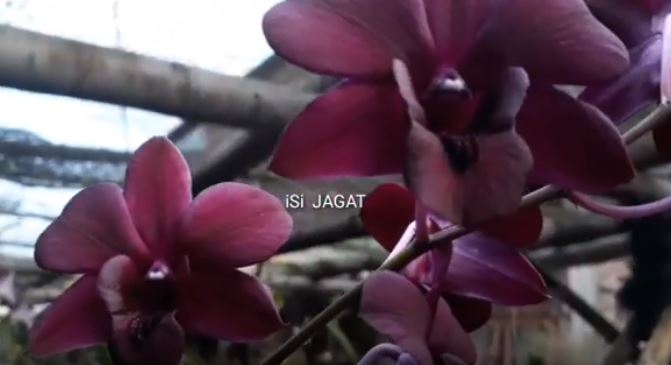 Cara Perawatan Media Tanam Memilih Anggrek  Dendrobium 