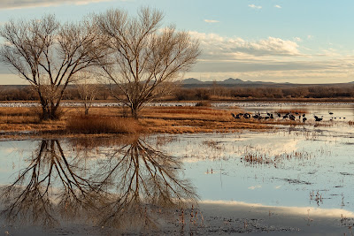 Sunrise, Bosque del Apache National Wildlife Refuge