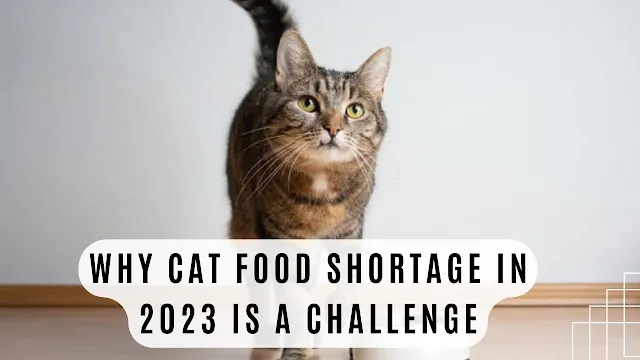 Why Cat Food Shortage in 2023 Is a Challenge
