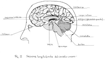 cervello e significazione