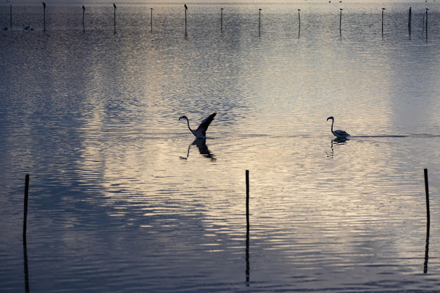 Fenicotteri al Parco naturale Molentargius-Saline a Cagliari