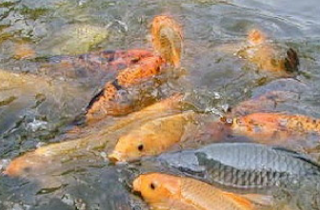 pakan ikan mas