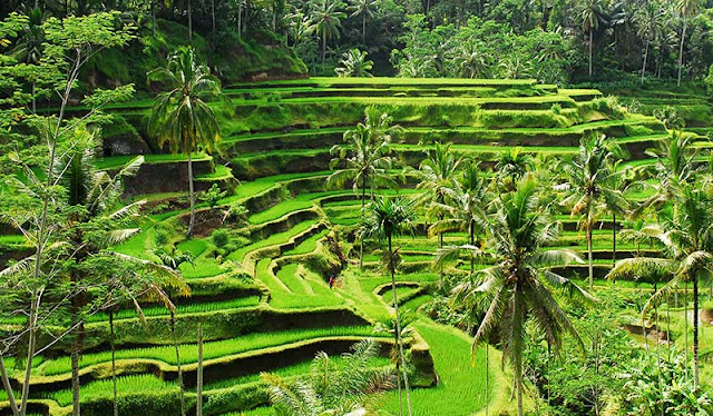 Hijaunya Tera Sawah Tegalalang