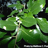 Tupelo Tree Fruit - Buy Black Tupelo Black Gum Tree tree online FREE UK ... - There are from one to three fruits together on a long slender stalk.
