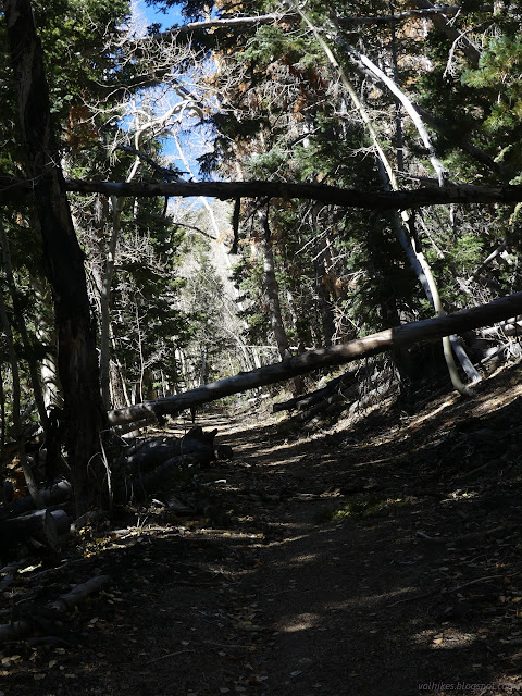 010: trees crossing the trail