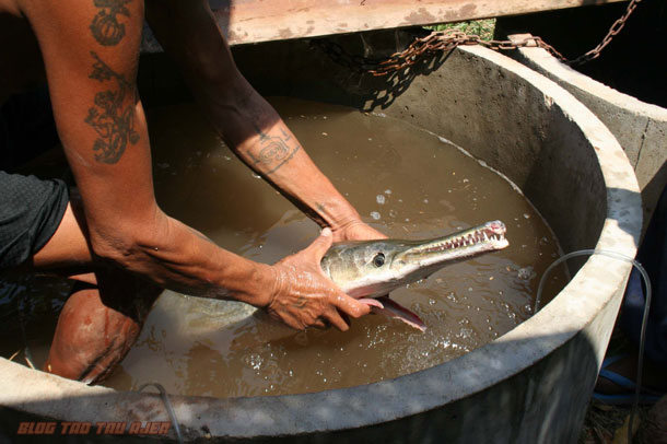 GEMPAR Ikan  Berwajah Buaya  Ditangkap Di Thailand 3 