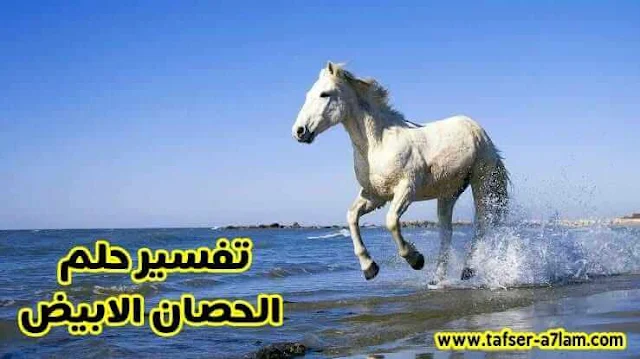 تفسير حلم الحصان الابيض في المنام