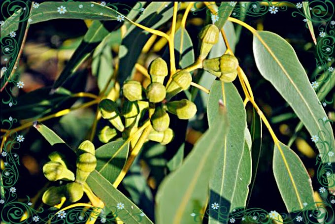 Wisdom of weekend: Essential oils (Post 5): Eucalyptus Oil