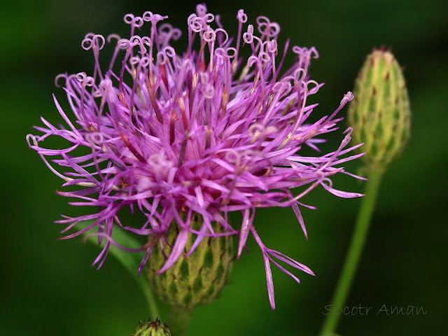 Serratula coronata