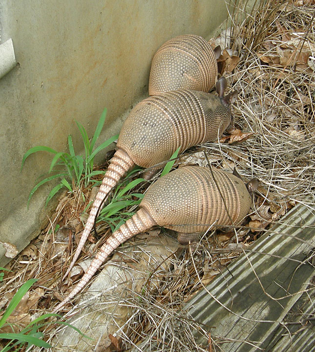 Anybody Seen My Focus?: Close Encounter of the Armadillo Kind