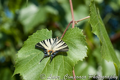 Coada randunicii Segelfalter Scarce Swallowtail Flambé Kardoslepke Iphiclides podalirius