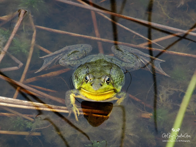 Green Frog