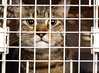 A Cat in the Cage