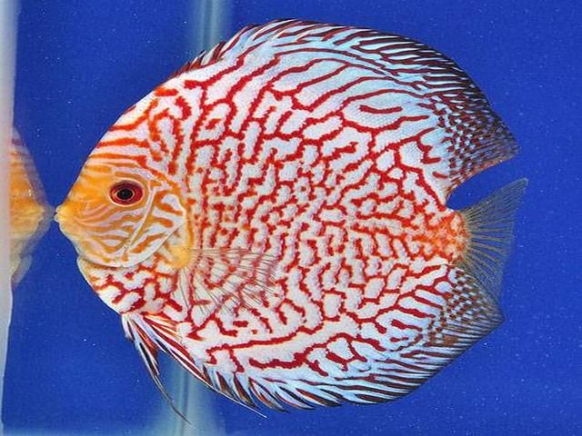 15+ Gambar Ikan Discus