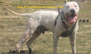 Pakistani Bully Dogs Pictures 