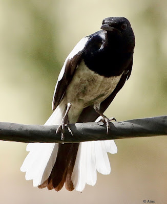 "The Oriental Magpie-Robin (Copsychus saularis) is a tiny and slender passerine bird. Males are distinguished by their remarkable black and white plumage and long tail, whilst females are more subdued. Perched atop a cable, humming a peculiar melody."