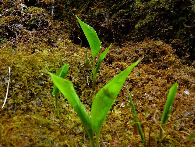 Hosta