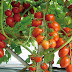 Nutrient Content And Benefits Of Tomato Fruit