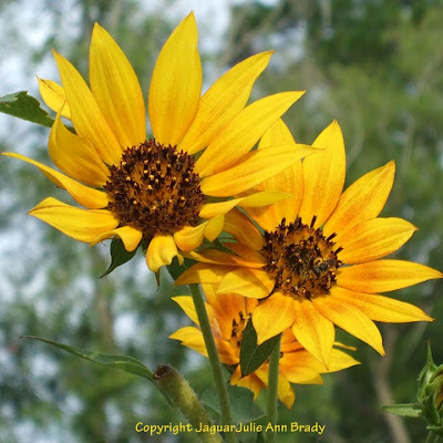 A Pretty Trio of Yellow Sunflower Blossoms