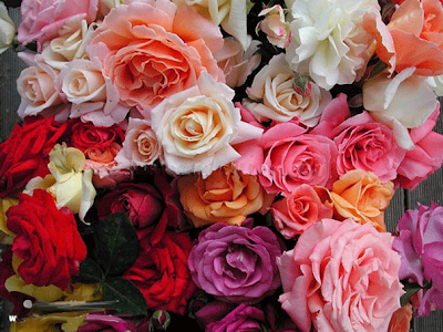 roses wallpaper. Beautiful Roses Wallpapers