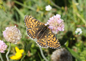 Glanville Fritillary - Isle of Wight