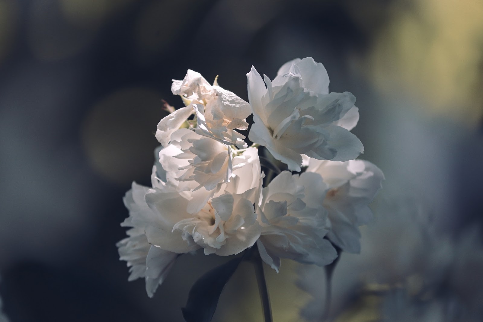 10 Gambar  Bunga  Melati  Cantik Servergambar01